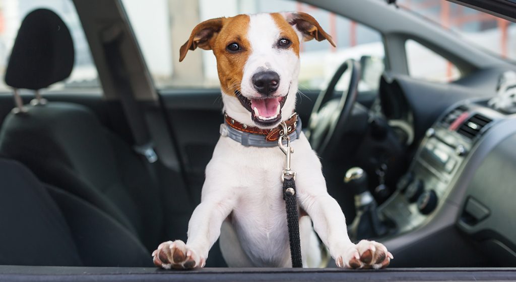 animal en voiture - ce que dit la loi - photo d'un chien a la fenêtre d'une voiture - loi - mondial de l'auto 2024