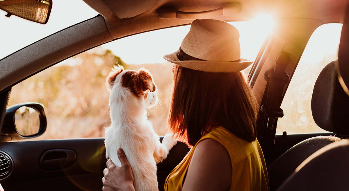 chien en voiture Vous devez respecter certaines précautions pour transporter votre chien en voiture. Crédit photo : Shutterstock Mondial de l'Auto 2022