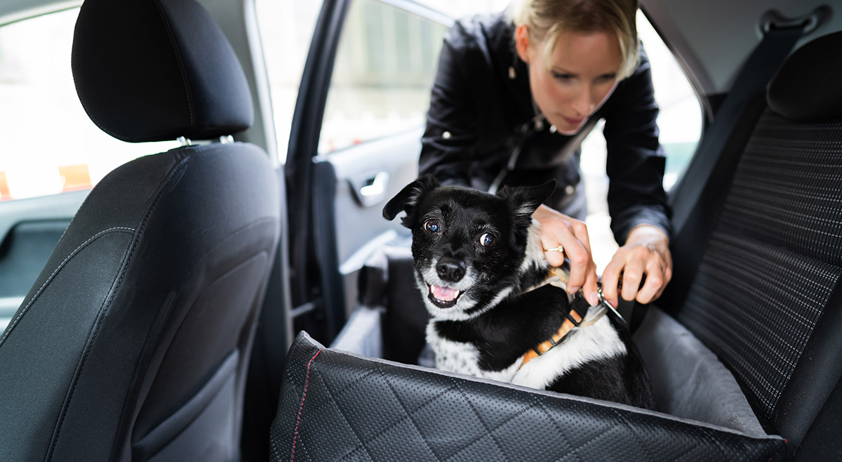 transporter un chien Les animaux ne doivent pas bouger en cas de freinage d'urgence ou de mouvements en virages. Crédit photo : Shutterstock Mondial de l'Auto 2022