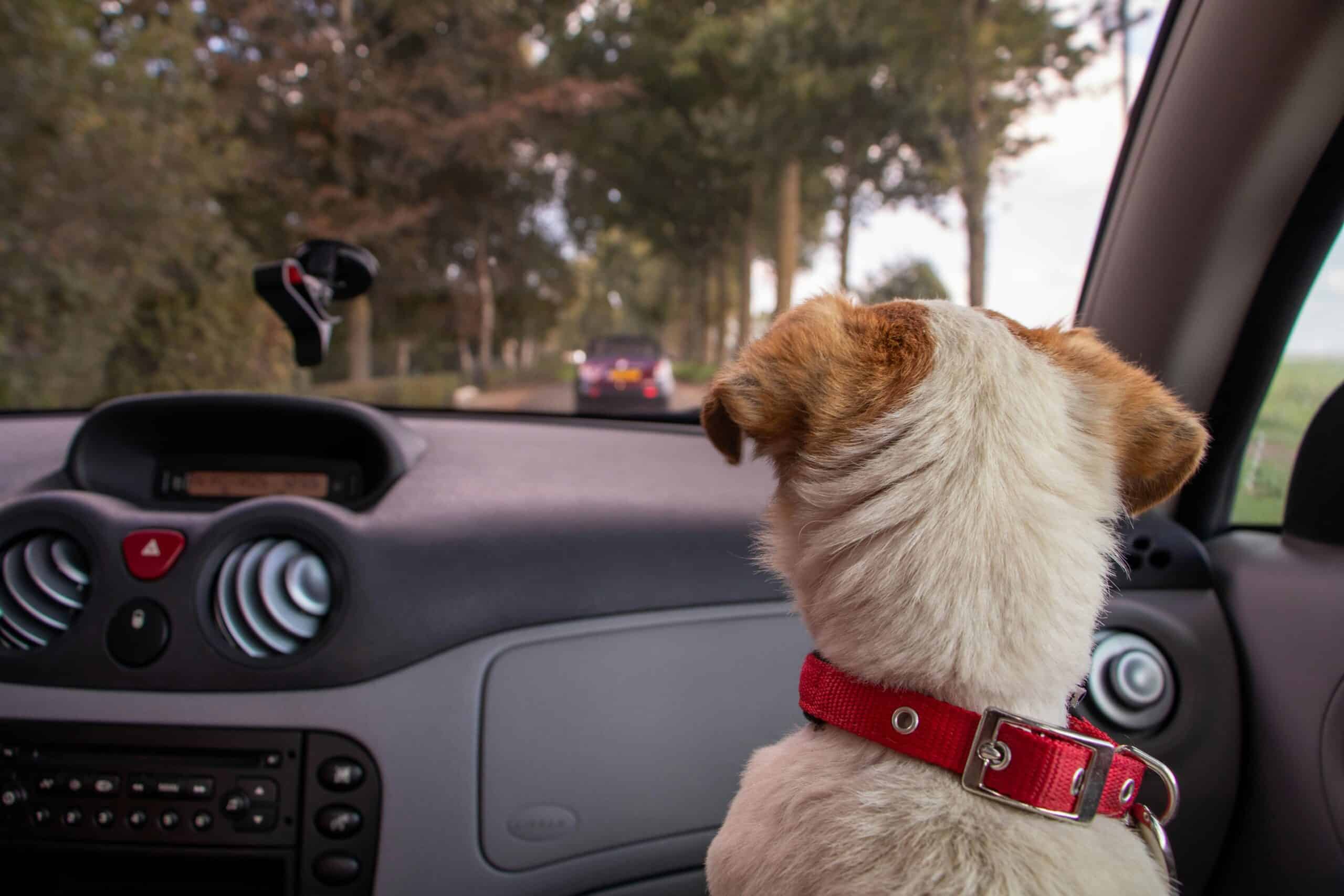 animal en voiture